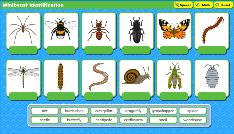 FREE Insect Week Topical Pack for Schools! - Busy Things Blog