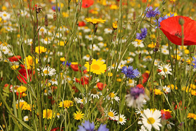 A change to consider, planting wild flowers