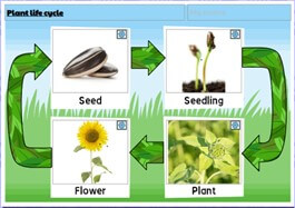 Plant life cycle activity