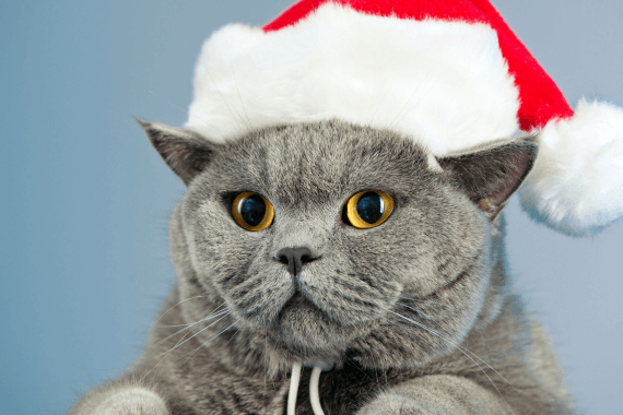 Christmas Cat Legend from Iceland