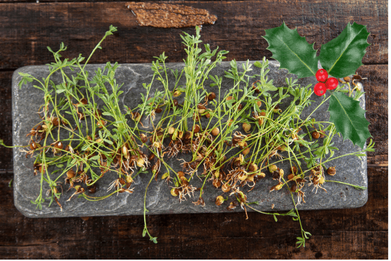 Lebanon Christmas Tradition: Sprouting Lentils