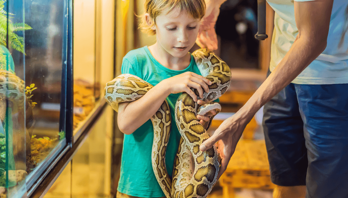 Learn about snakes for Chinese New Year