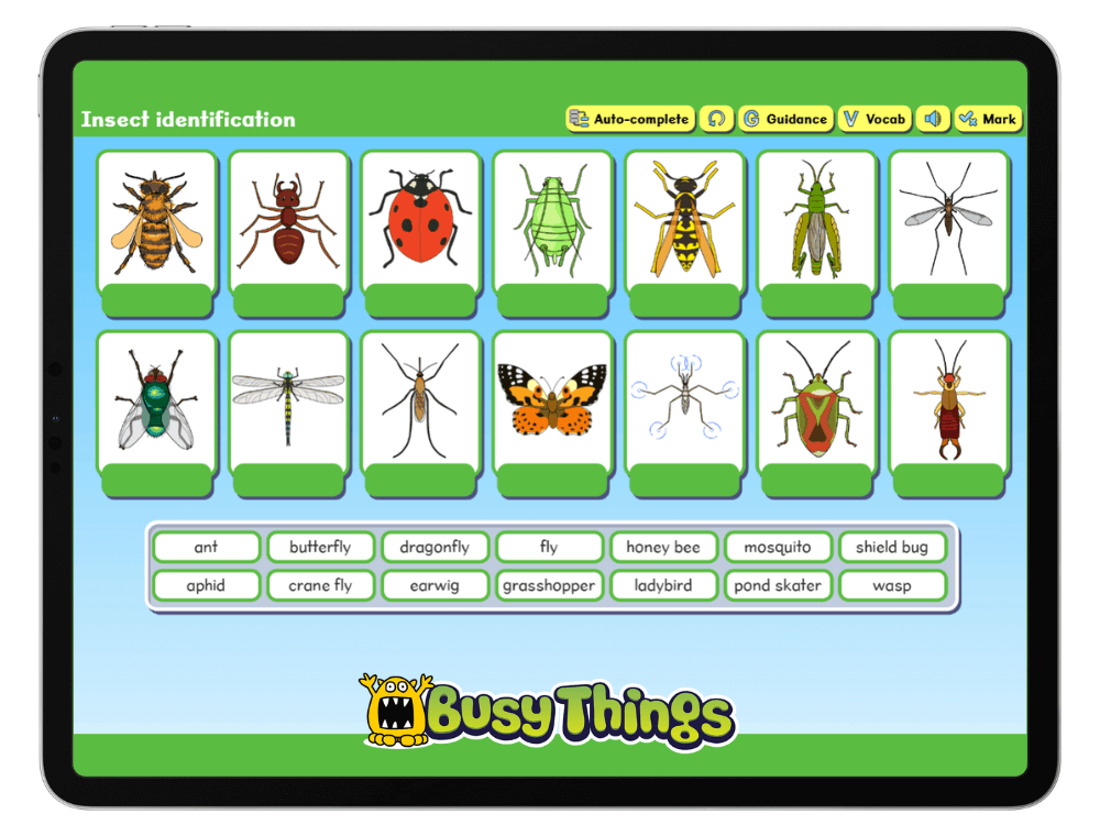 Spring Learning activity idea: Learn about insects on Busy Things