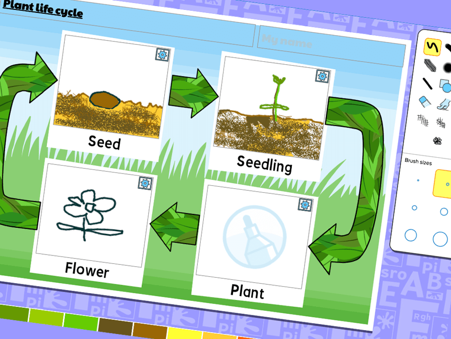 Plant life cycles activity