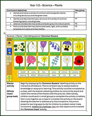 KS1 Science: Plants Lesson Plan